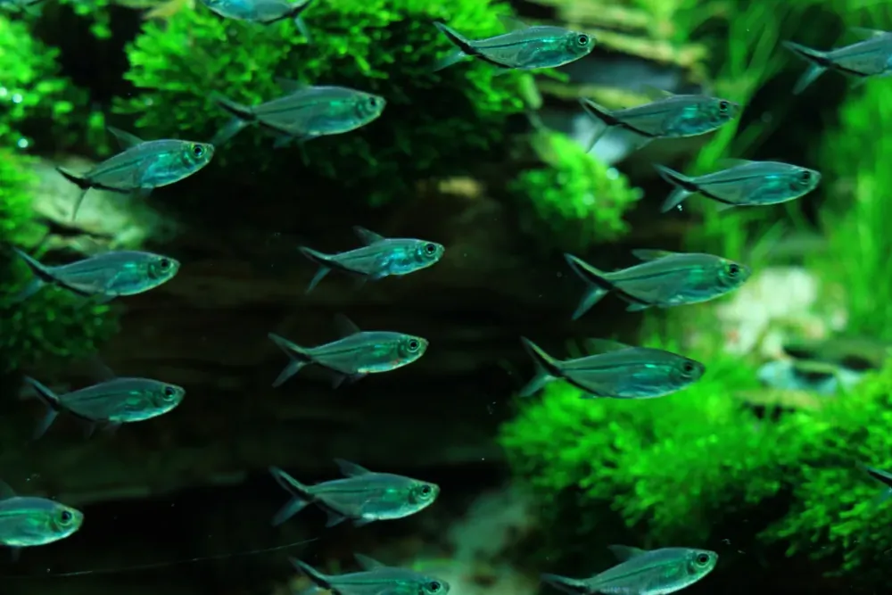 Final - The New Life of Old Stones